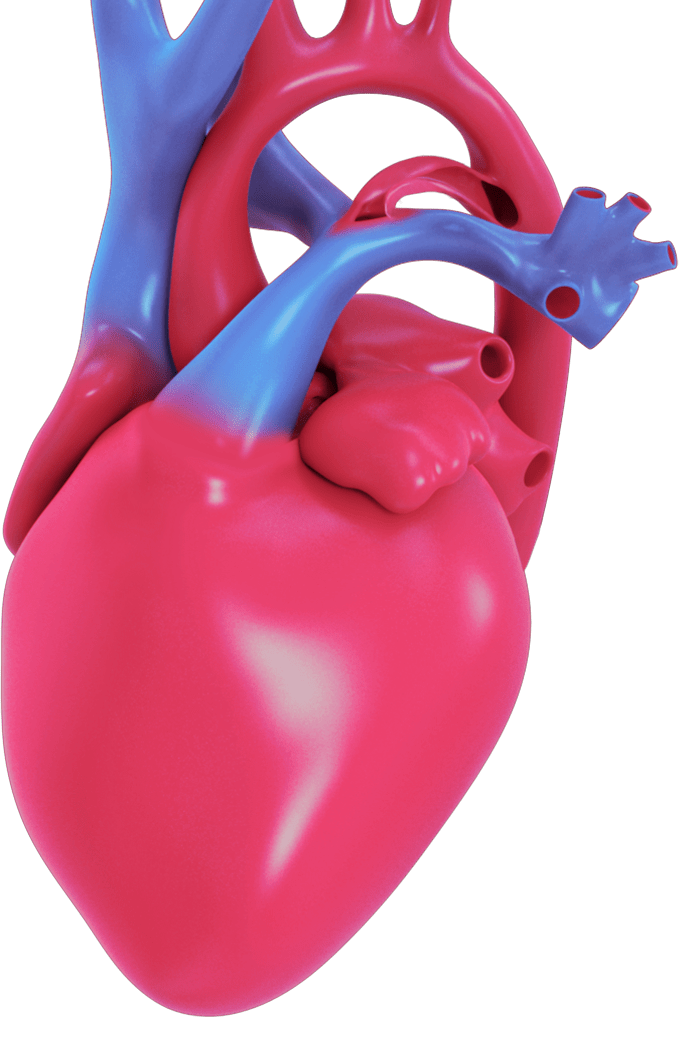 Heart Model 2